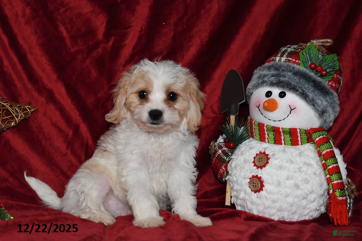 Cavachon dogs Santa   - Ad 1
