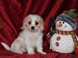 Cavachon dogs Santa - Ad 1