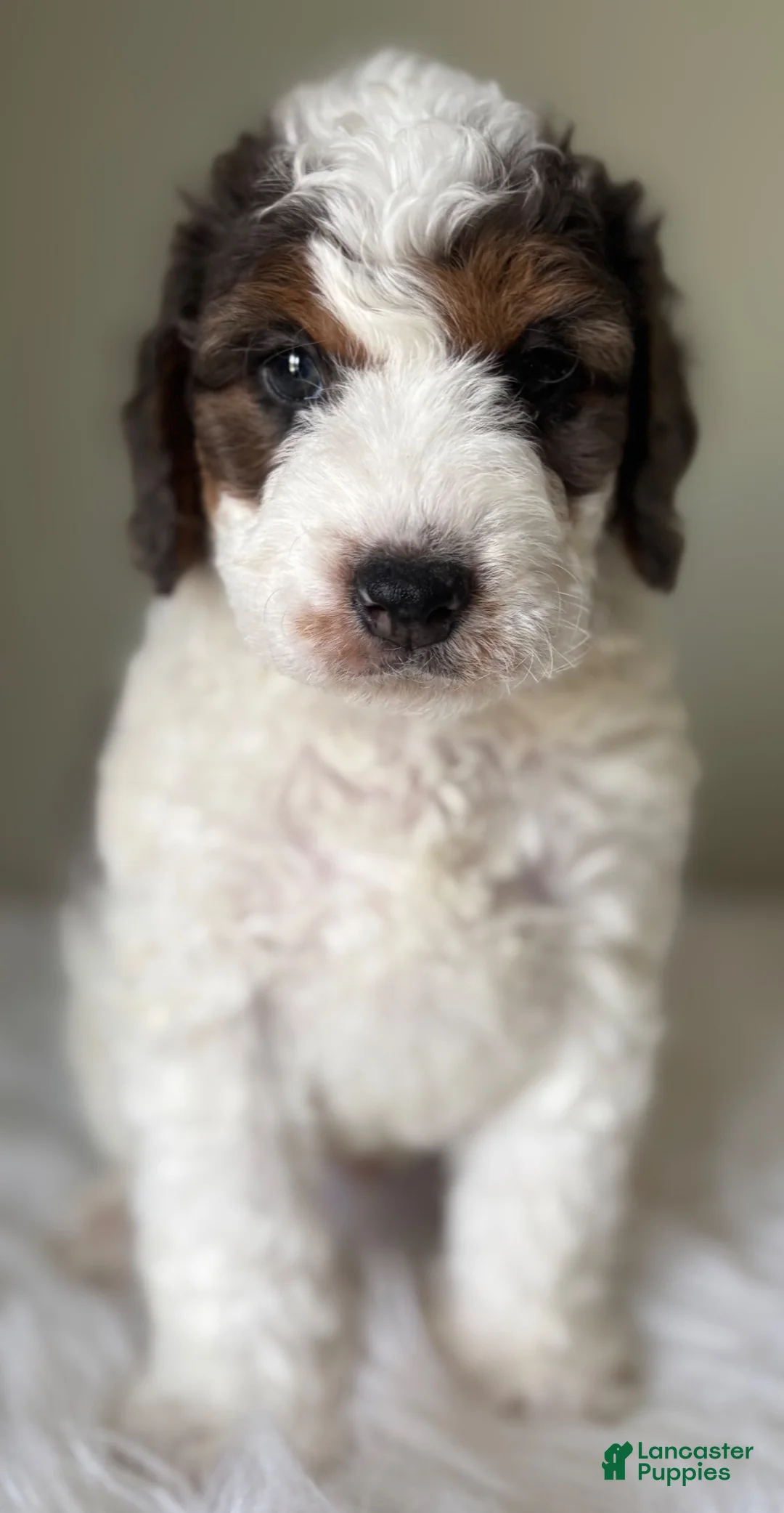 Mini Bernedoodle dogs for sale: Stormie - Ad 8