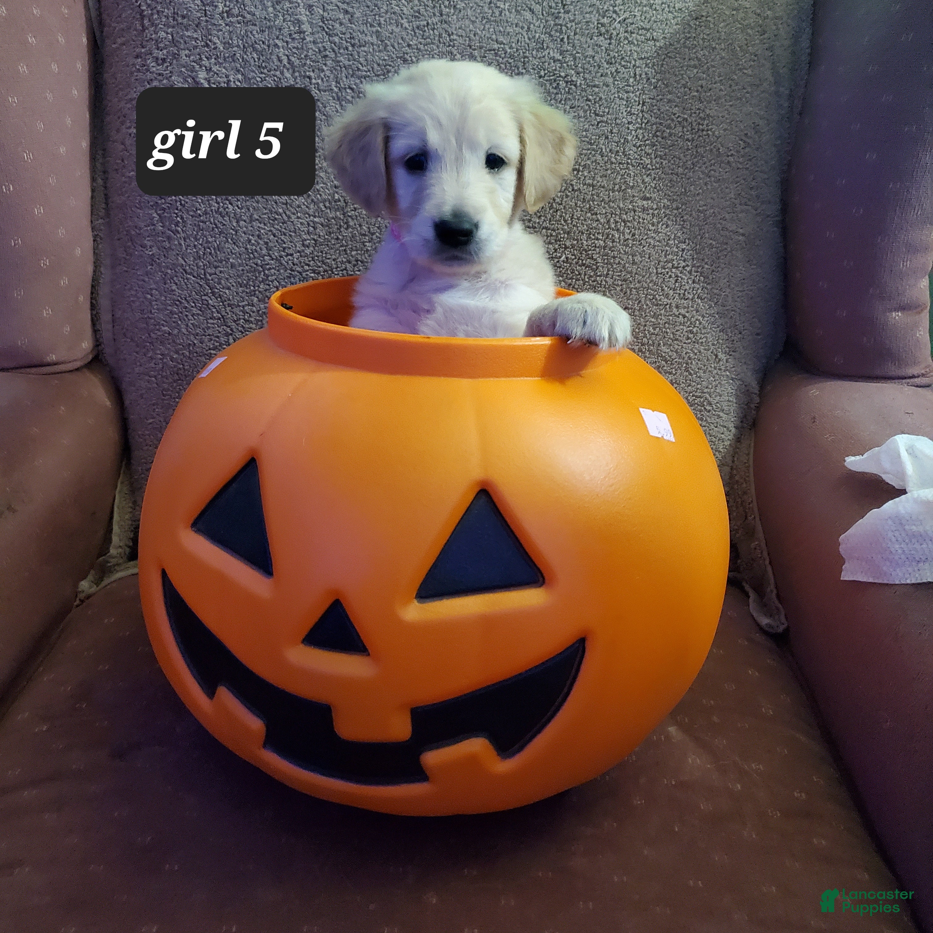 Golden Retriever dogs for sale: Golden Retriever 2 - Ad 8