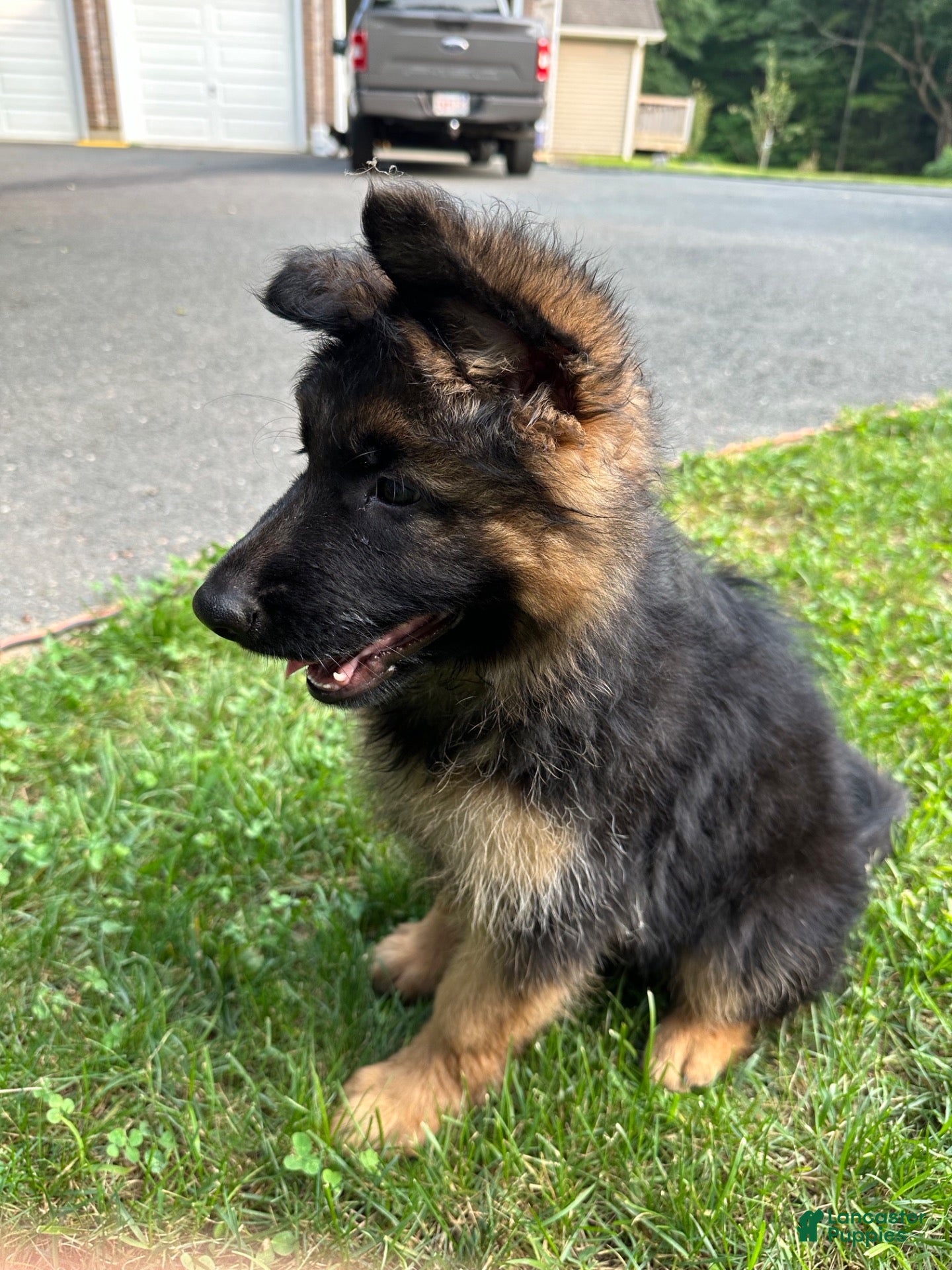 German Shepherd dogs for sale: Gerda - Ad 1