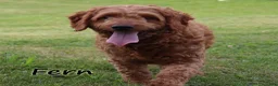 Mini Goldendoodle dogs for sale: Fritzy - Ad 4
