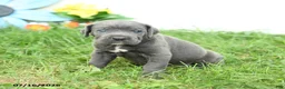 Cane Corso dogs for sale: Riggs - Ad 5
