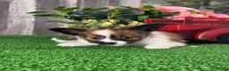 Papillon dogs for sale: Reba - Ad 4