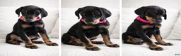 Doberman Pinscher dogs for sale: Doberman Pinscher Puppy 2 - Ad 1