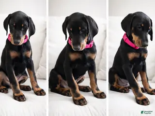 Doberman Pinscher dogs Doberman Pinscher Puppy 2 - Ad 39