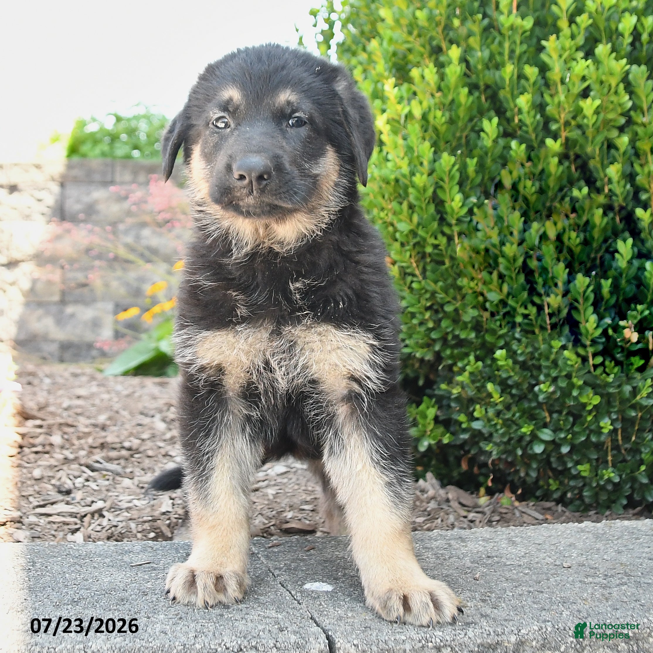 German Shepherd dogs Dana - Ad 2