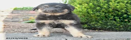German Shepherd dogs for sale: Dana - Ad 2
