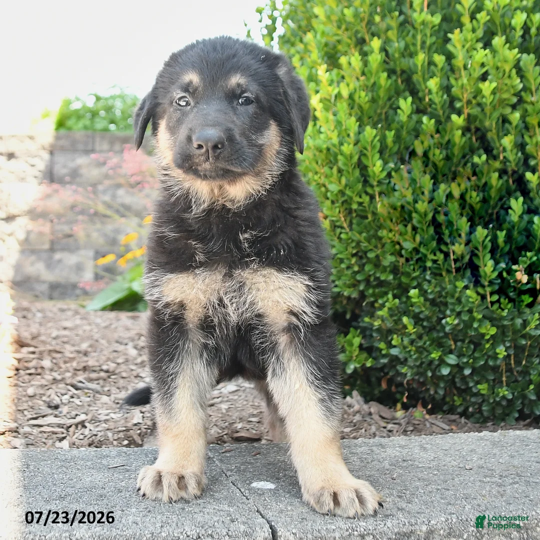 German Shepherd dogs for sale: Dana - Ad 2