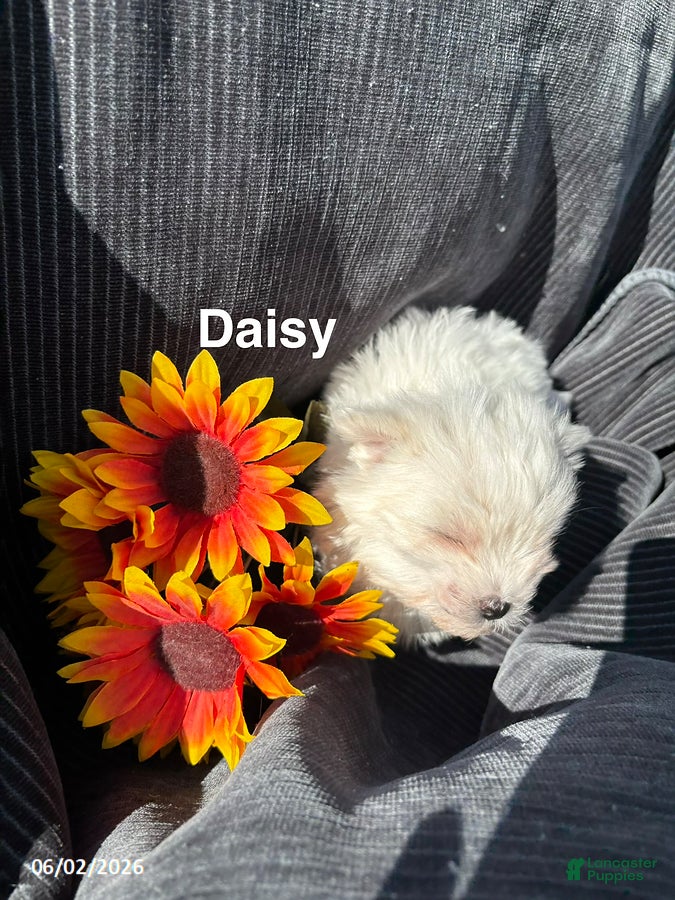 Maltese dogs for sale: Daisy - Ad 6