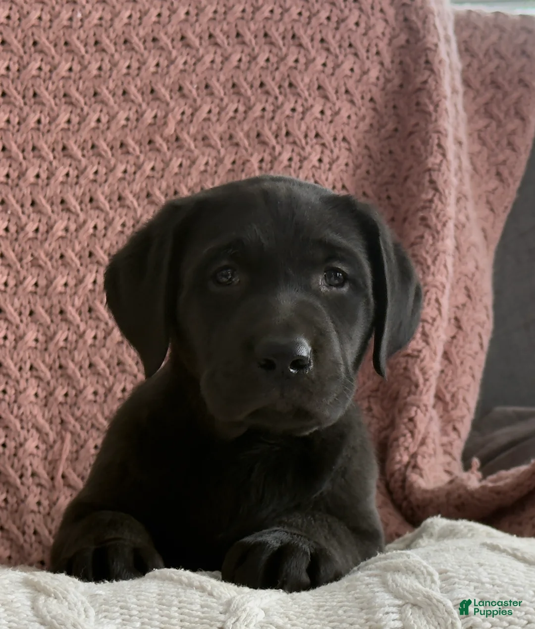 Labrador Retriever dogs for sale: Lily - Ad 3