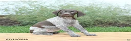 German Shorthaired Pointer dogs for sale: Clover - Ad 4
