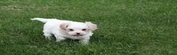 Mixed Breed dogs for sale: Mixed Breed Puppy 1 - Ad 19