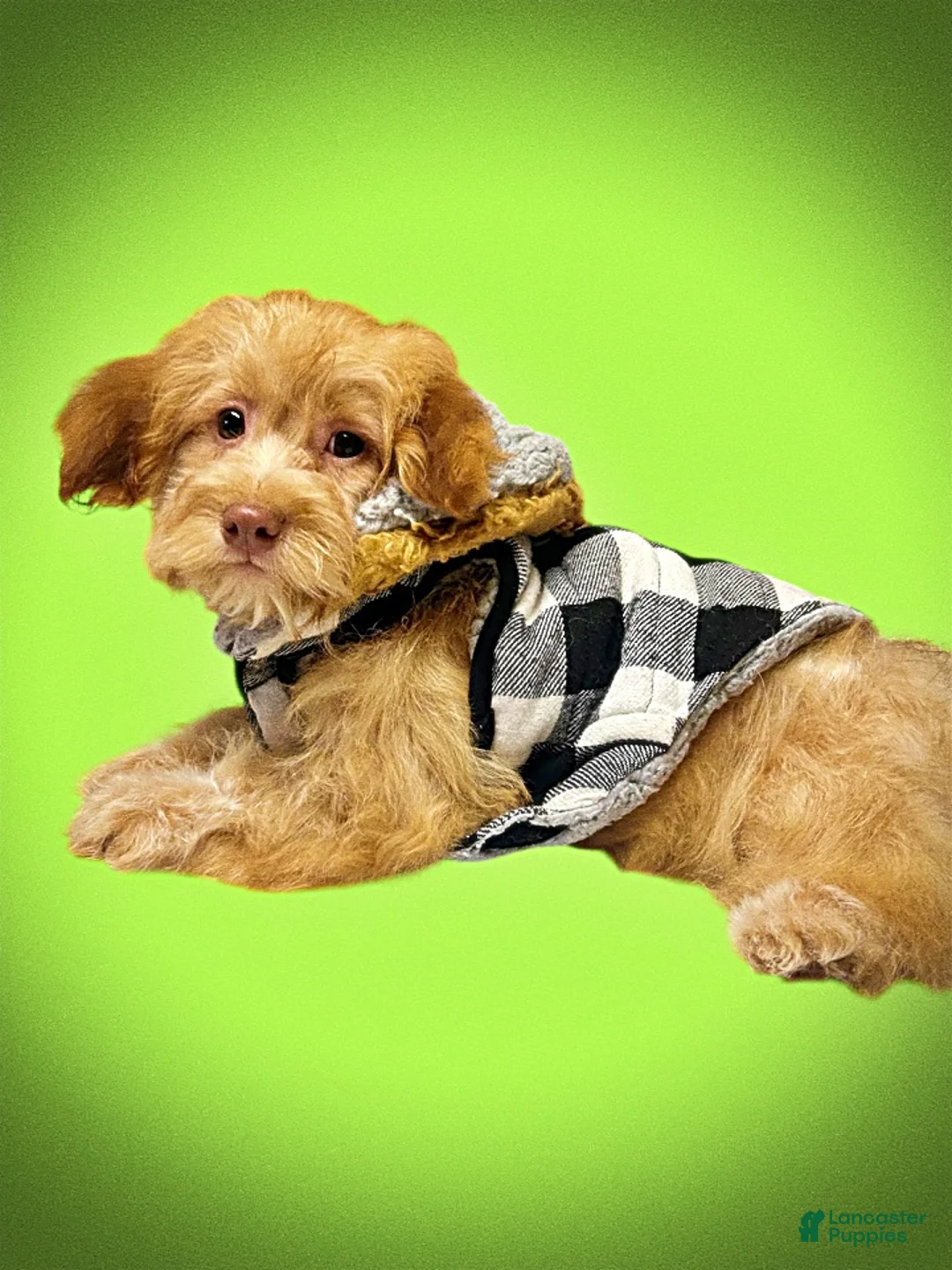 Havapoo dogs for sale: Scout - Ad 16