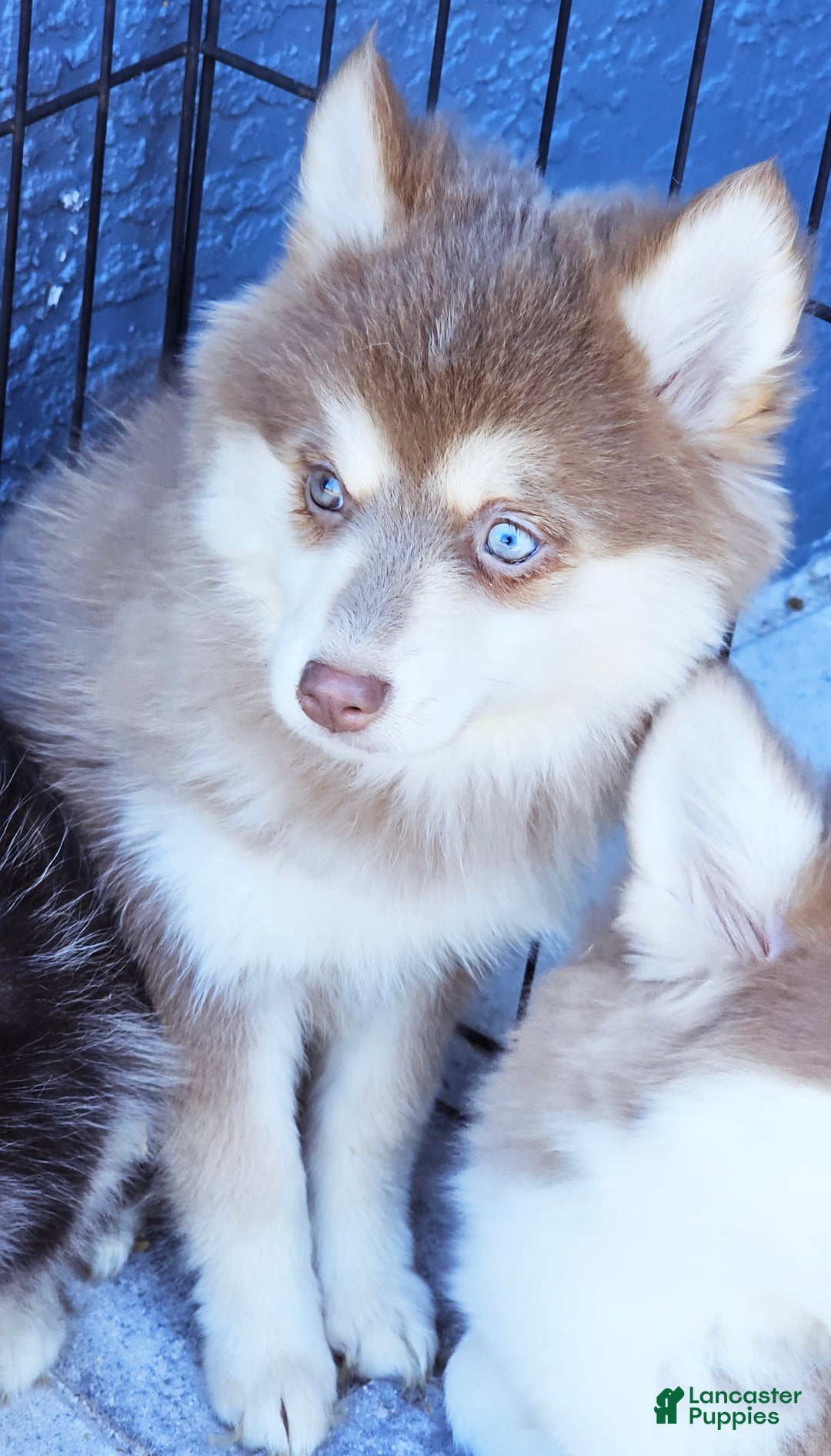 Pomsky dogs for sale: Foxy - Ad 2