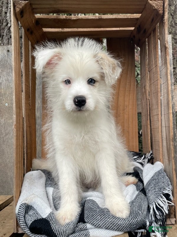 Mixed Breed dogs Lamar - Ad 1