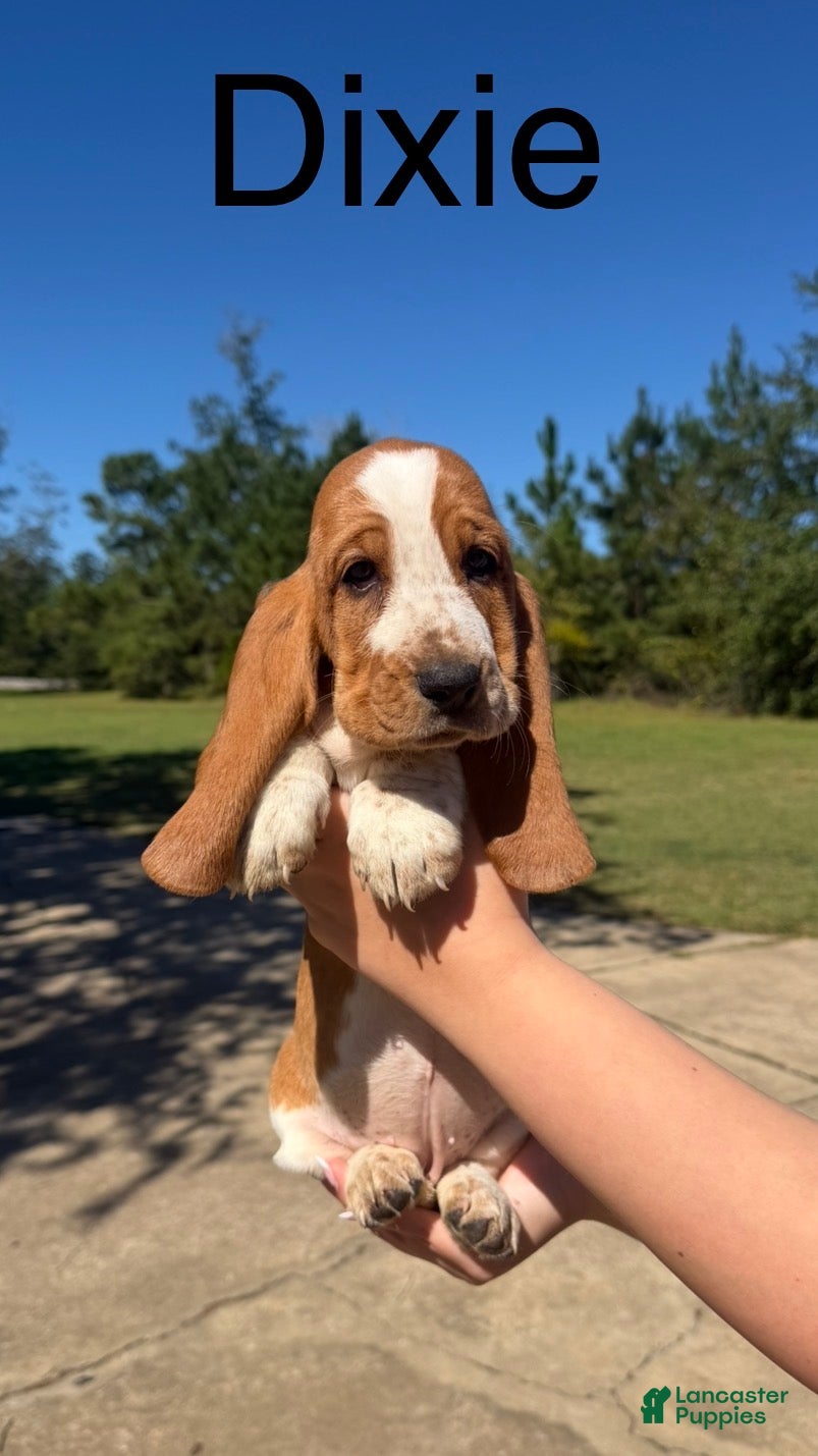 Basset Hound dogs for sale: Dixie - Ad 2