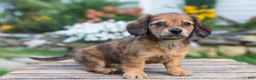 Miniature Dachshund dogs for sale: Birdie - Ad 7