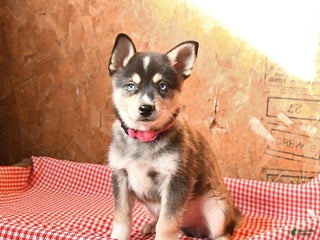 Alaskan Klee Kai dogs Birch - Ad 2