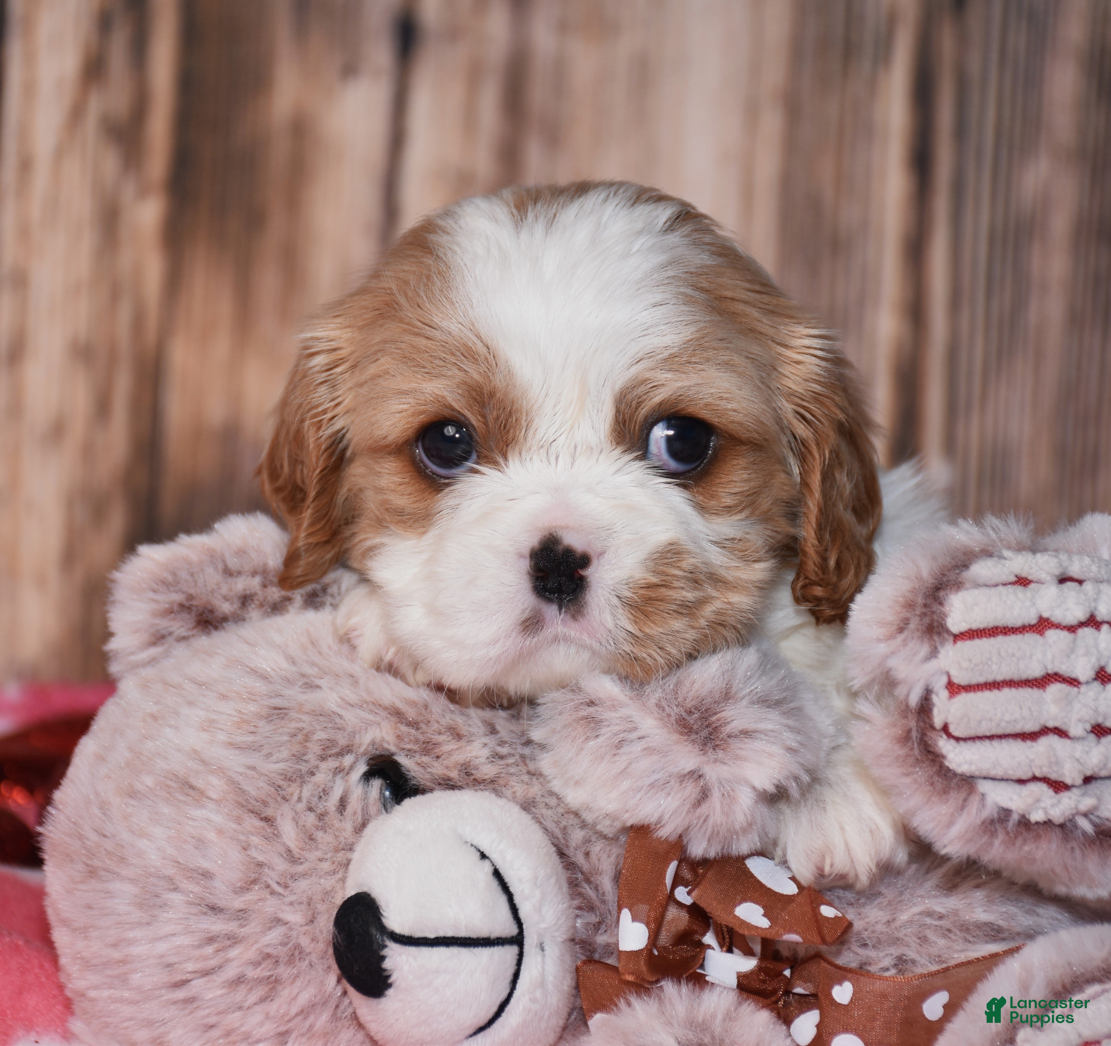 Cavalier King Charles Spaniel dogs Zada - Ad 2