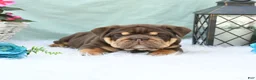English Bulldog dogs for sale: Chief - Ad 5