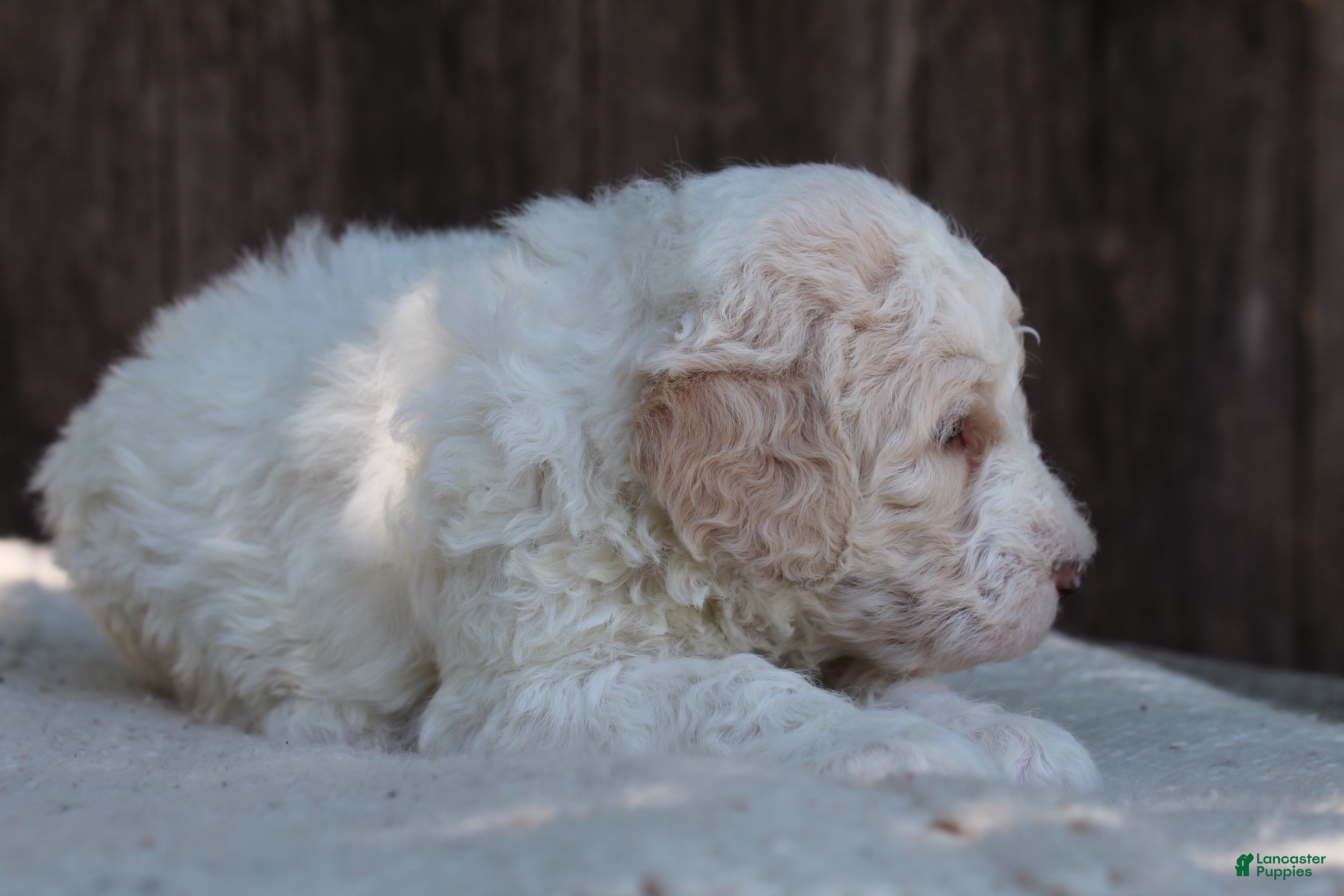 Standard Poodle dogs for sale: Canyon AKC Standard Poodle  - Ad 3