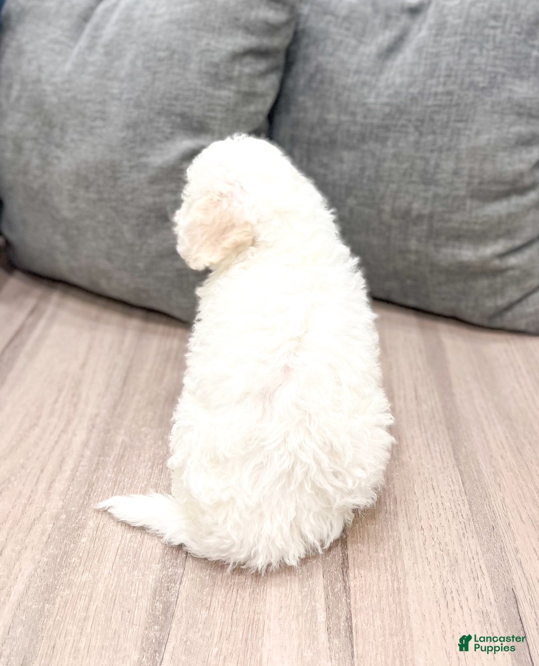 Bichpoo dogs for sale: Lexie - Ad 3