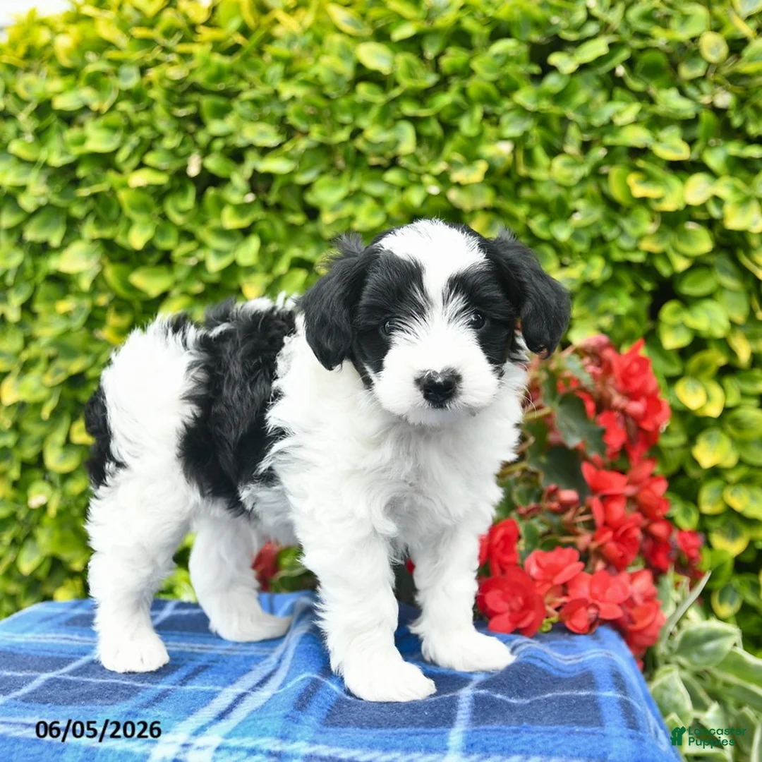 Yorkiepoo dogs for sale: Bowe  - Ad 1