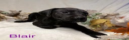 Great Dane dogs for sale: Blair - Ad 5