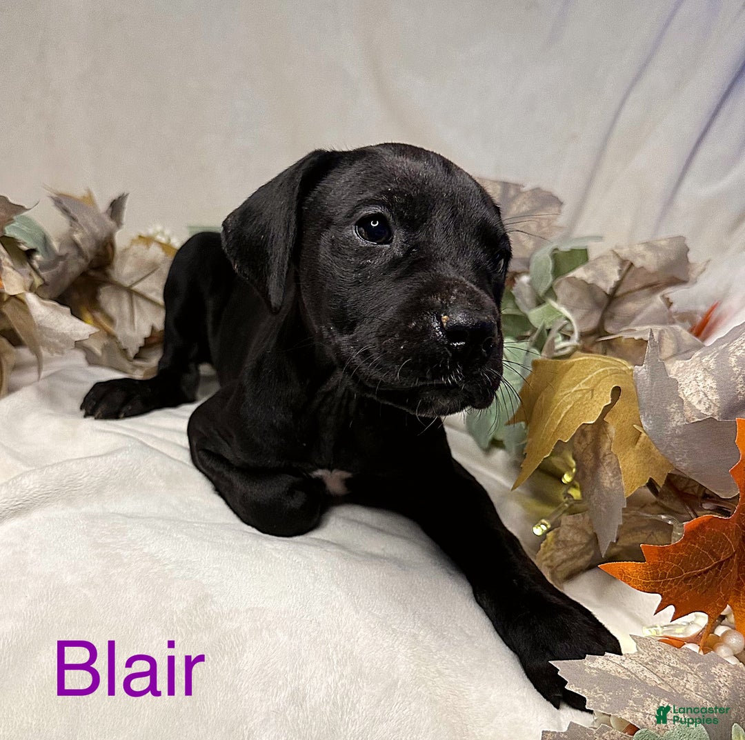 Great Dane dogs for sale: Blair - Ad 5
