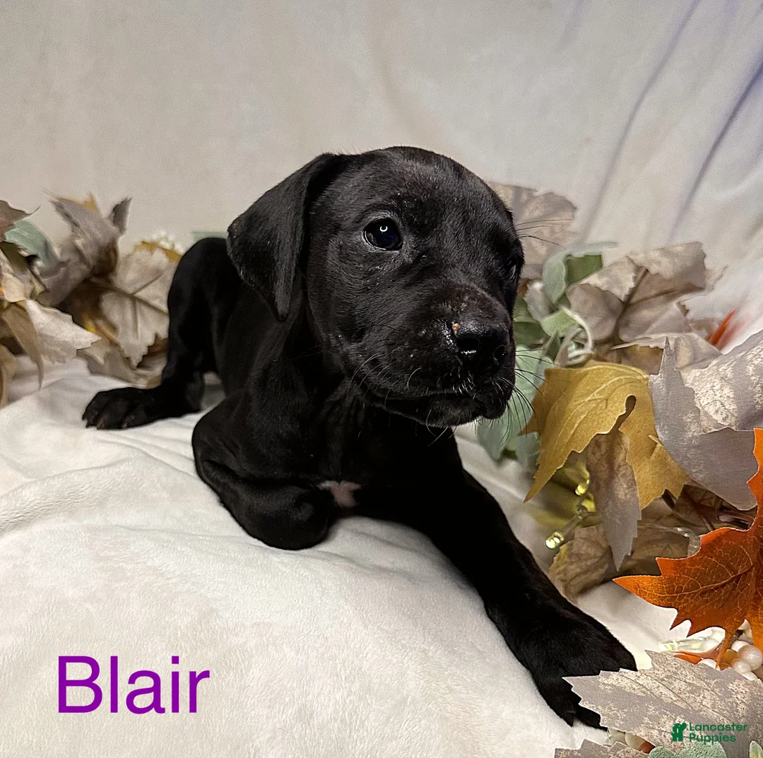 Great Dane dogs for sale: Blair - Ad 8