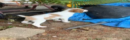 Brittany Spaniel dogs for sale: Brittany Spaniel 3 - Ad 9