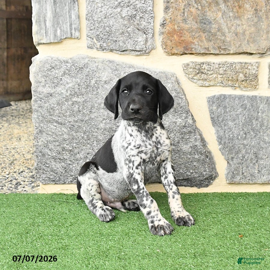 German Shorthaired Pointer dogs Rocket - Ad 2