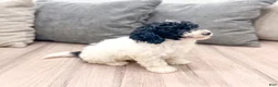 Miniature Poodle dogs for sale: Domino - Ad 4