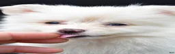 Pomeranian dogs for sale: Honey - Ad 9