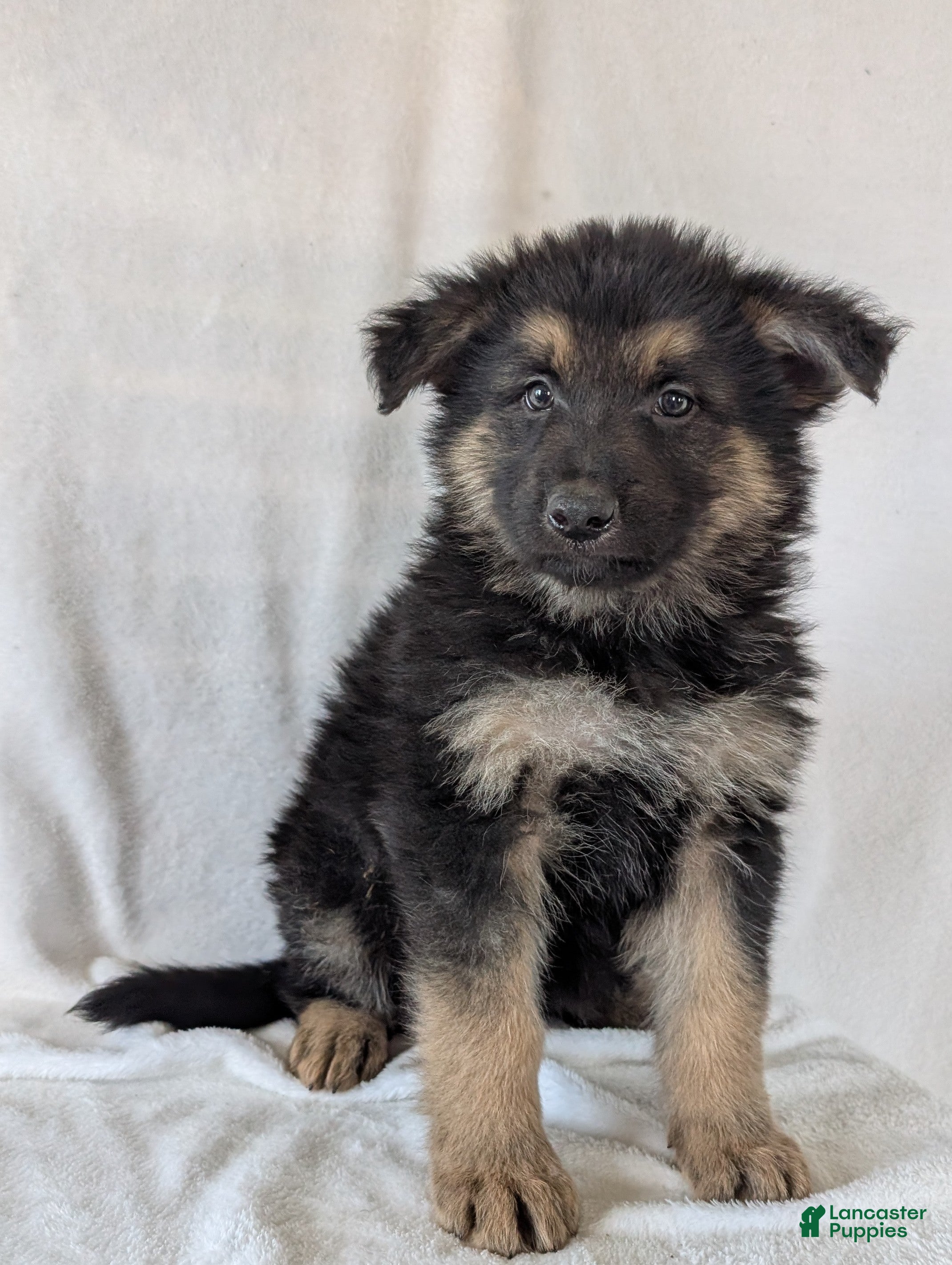 German Shepherd dogs Ridge  - Ad 2