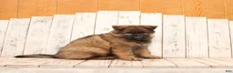 German Shepherd dogs for sale: Benji - Ad 4