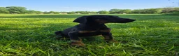 Doberman Pinscher dogs for sale: Doberman Pinscher Puppy 1 - Ad 3