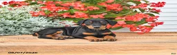 Doberman Pinscher dogs for sale: Bella Mia - Ad 1