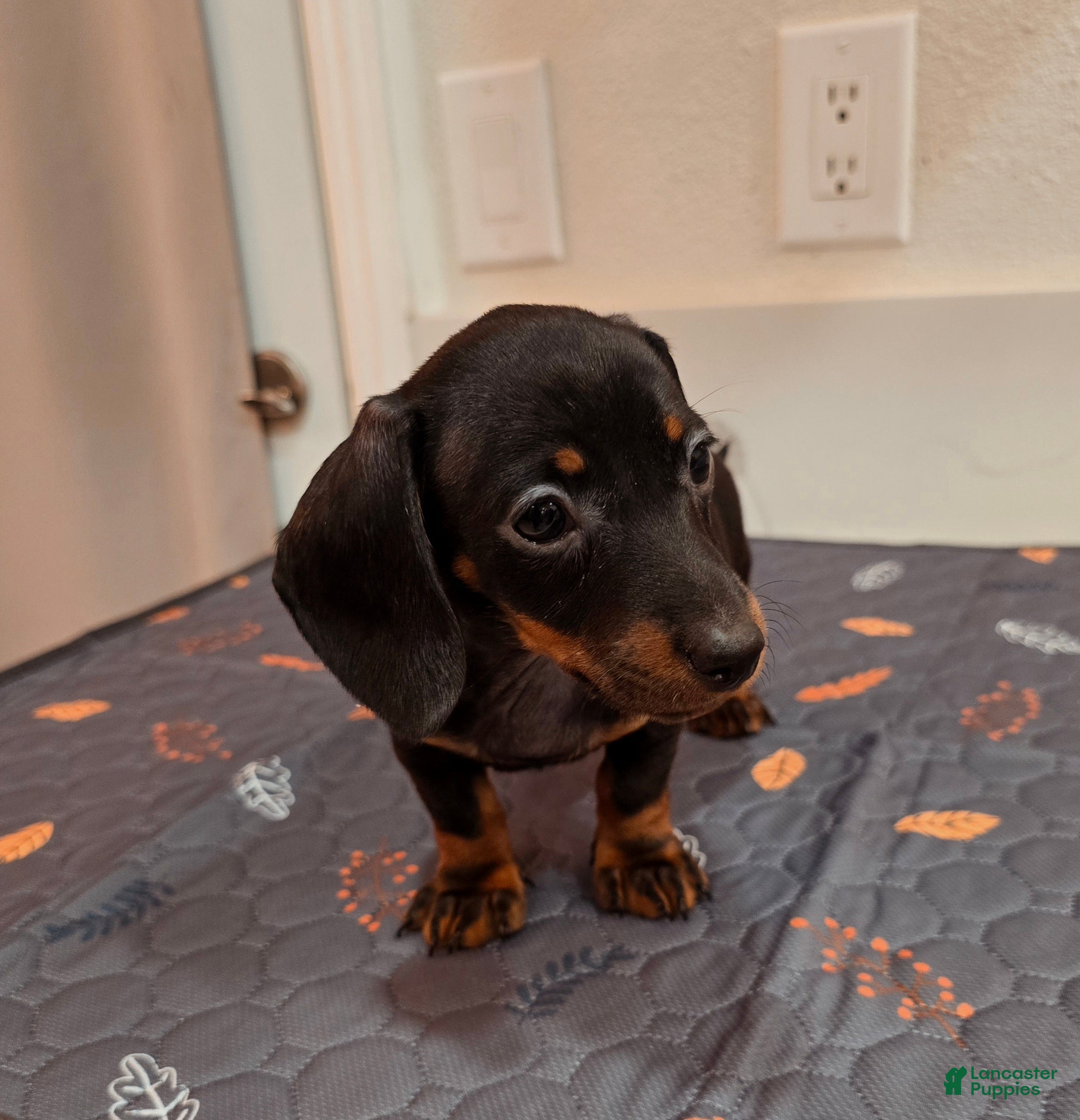 Miniature Dachshund dogs Miniature Dachshund Puppy 5 - Ad 2