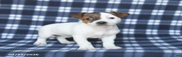 Jack Russell Terrier dogs for sale: Molly - Ad 4