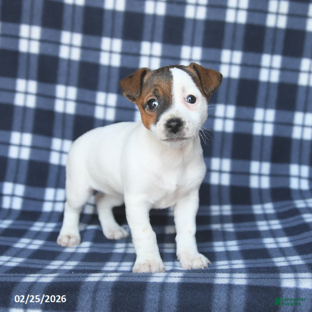 Jack Russell Terrier dogs for sale: Molly - Ad 4