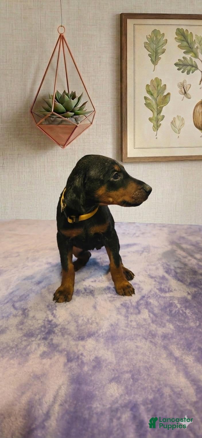 Doberman Pinscher dogs Zara - Ad 22