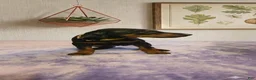 Doberman Pinscher dogs for sale: Zara - Ad 1