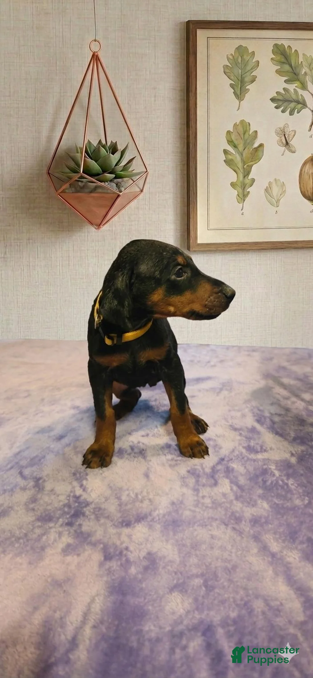 Doberman Pinscher dogs for sale: Zara - Ad 1