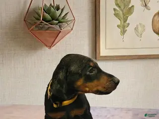 Doberman Pinscher dogs for sale: Zara - Ad 3