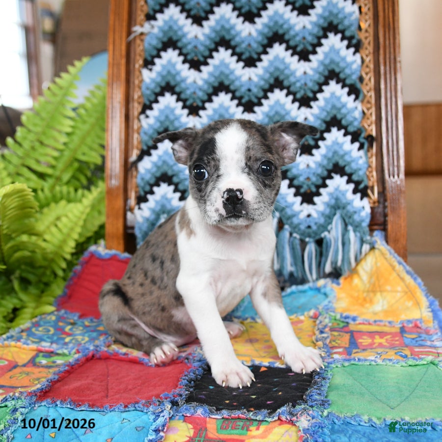 Boston Terrier dogs for sale: Harley - Ad 2