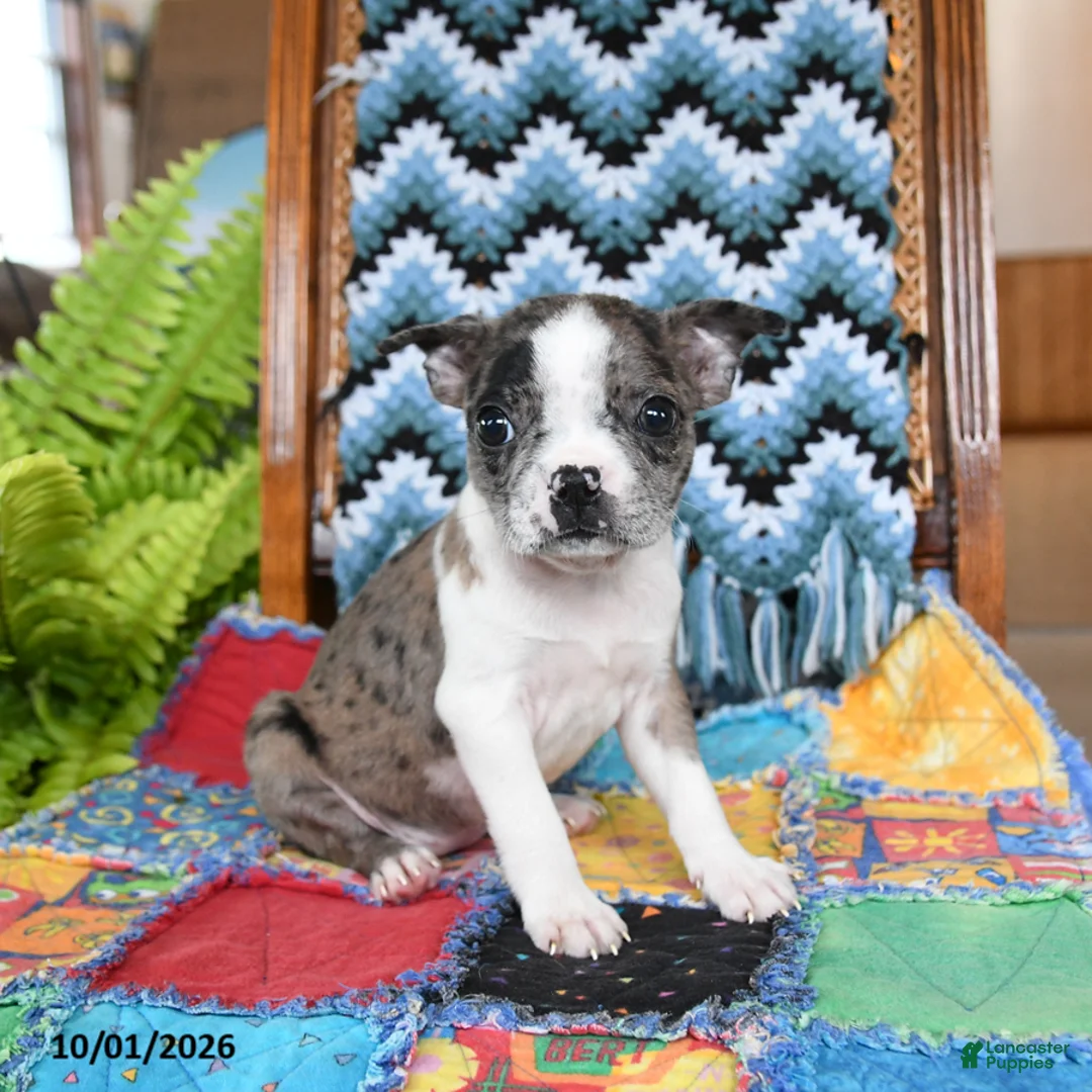 Boston Terrier dogs for sale: Harley - Ad 2