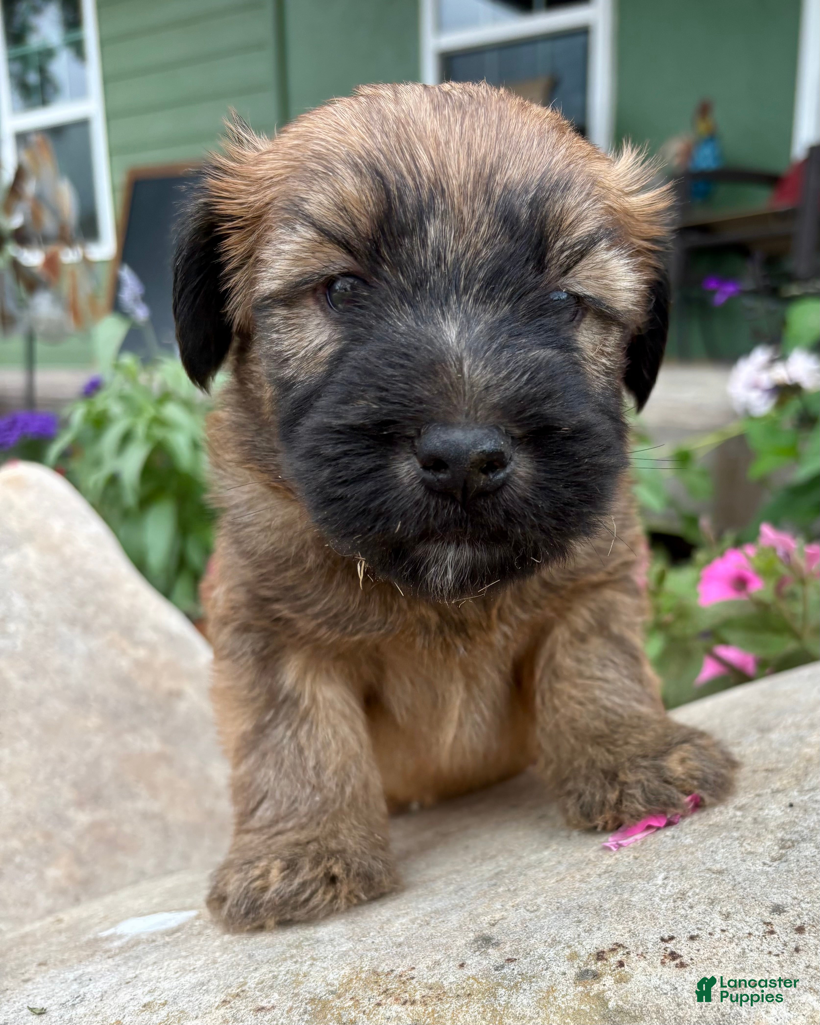 Soft Coated Wheaten Terrier dogs Betsy - Ad 1