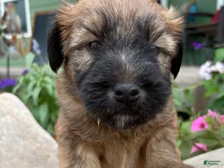 Soft Coated Wheaten Terrier dogs for sale: Betsy - Ad 2
